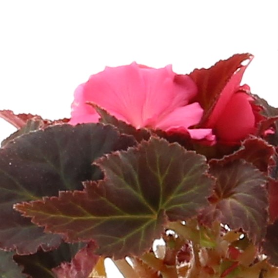 Begonia Mocca Pink Shades 6 Pack Boxed Bedding