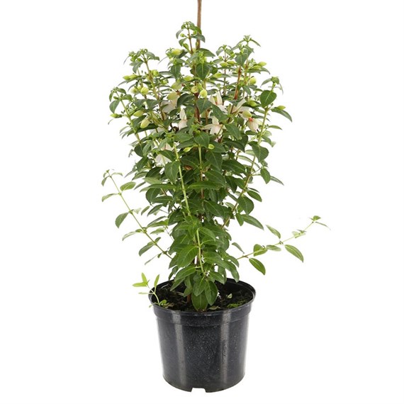 Fuchsia Yetti 5L Pot Bedding