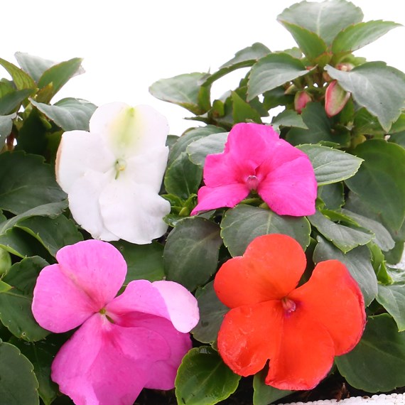 Impatiens F1 Hybrids Mixed 20 Pack Boxed Bedding