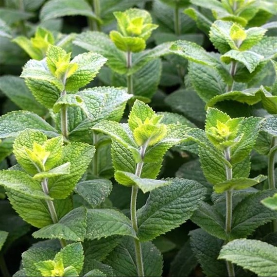 Herbs Plant 9cm - Set of 4 - Mint