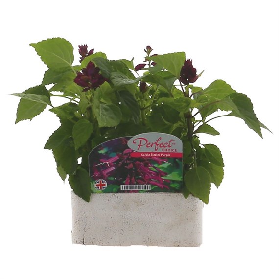 Salvia Sizzler Purple 6 Pack Boxed Bedding