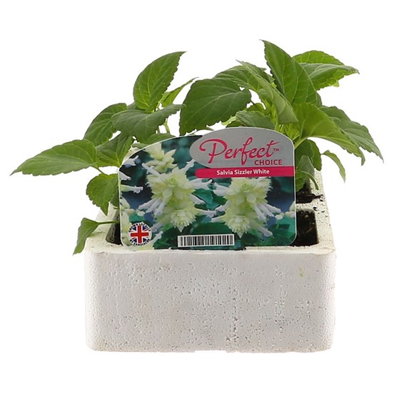 Salvia Sizzler White 6 Pack Boxed Bedding