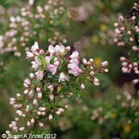 Escallonia Apple Blossom - 7.5L Pot