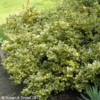 Euonymus Fort. Emerald N Gold - 2L Pot