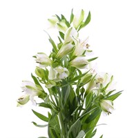 Alstromeria (x 8 stems) - White