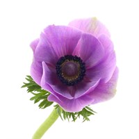 Anemone (x 10 Individual Stems) - Lilac
