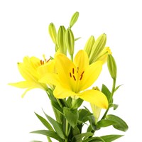 Asiatic Lily (x 4 stems) - Yellow