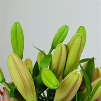 Asiatic Lily (x 4 stems) - Pink