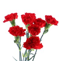 Carnation (x 8 Individual Stems) - Red