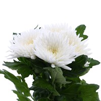 Chrysanthemum Bloom Anastasia (x 4 Individual Stems) - White