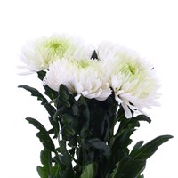 Chrysanthemum Bloom Magnum (x 4 Individual Stems) - White