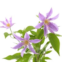 Clematis (x 5 Individual Stems) - Lilac