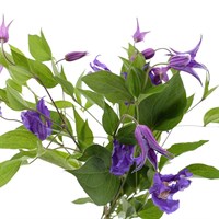 Clematis (x 5 Individual Stems) - Purple