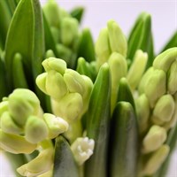 Hyacinth (x 4 Individual Stems) - White