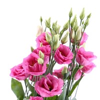 Lisianthus (x 3 Individual Stems) - Pink