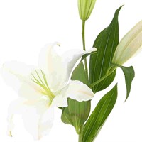 Oriental Lily (x 3 Individual Stems) - White