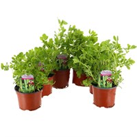 A Lucky Dip Selection! Peas - 6 x 10.5cm Vegetable Pots Bedding