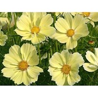 Cosmos Xanthos 6 Pack Boxed Bedding