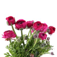 Ranunculus (x 10 Individual Stems) - Cerise Pink