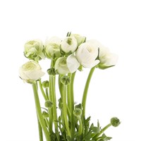 Ranunculus (x 10 Individual Stems) - White
