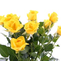 Rose (Spray) (x 5 Individual Stems) - Yellow
