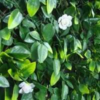 WitchHedge Summer Extendable Hedging 1m x 2m (SEXTHD)