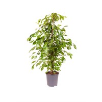 Ficus Benjamina Houseplant - 14cm Pot