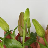 Asiatic Lily (x 4 stems) - Red