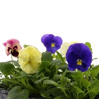 Carry Home Pack - Pansy Mixed - 6 x 10.5cm Pot Bedding