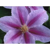 Clematis Bees Jubilee 3 Litre Climber Plant