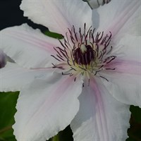 Clematis Countess Of Wessex (Evipo073) 3 Litre Climber Plant