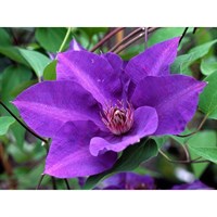 Clematis The President 3 Litre Climber Plant