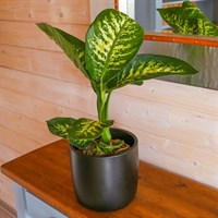 Dieffenbachia Tropic Snow Houseplant - 12cm Pot