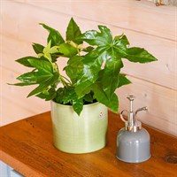 Fatsia Japonica Houseplant - 12cm Pot