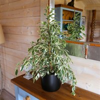 Ficus benjamina Starlight Houseplant