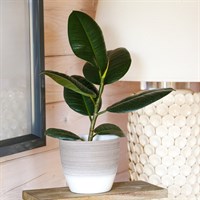 Ficus Elastica Robusta Houseplant - 12cm Pot