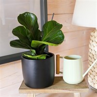 Ficus Lyrata Bambino Houseplant - 12cm Pot