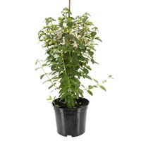 Fuchsia Yetti 5L Pot Bedding