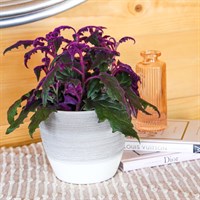 Gynura Aurantiaca Houseplant - 12cm Pot