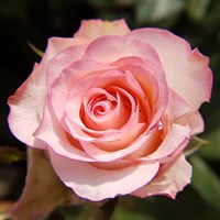 Lady Marmalade Floribunda Rose - 4L