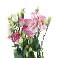 Lisianthus (x 3 Individual Stems) - Pink and White