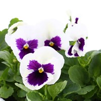 Pansy F1 White With Blotch 6 Pack Boxed Bedding