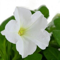 Petunia (Trailing) Wave White 6 Pack Boxed Bedding