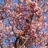 Prunus Okame 'Flowering Cherry' Tree