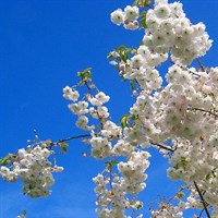 Prunus 'Shirotae' Tree