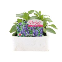 Salvia Victoria 6 Pack Boxed Bedding