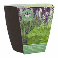 Bee Friends Scented Herb Gift Set (018215)