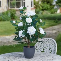 Smart Garden White 60cm Artificial Potted Rose (5607532)