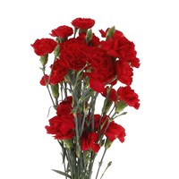 Carnation Spray (x 5 Individual Stems) - Red