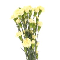 Carnation Spray (x 5 Individual Stems) - Yellow